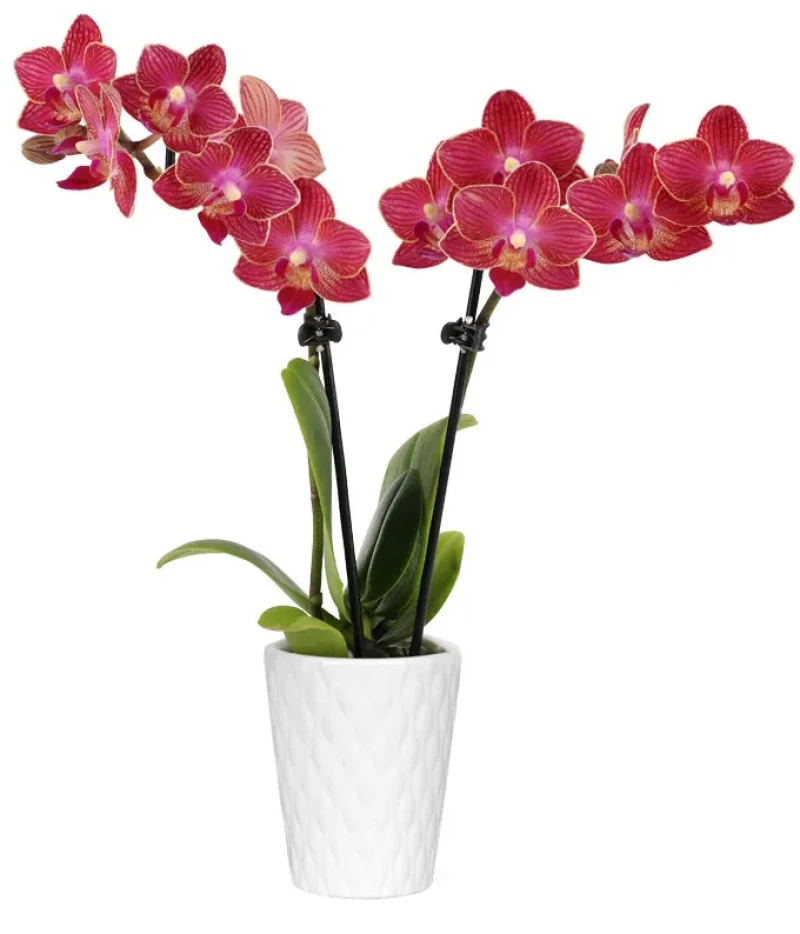 Parlak Kırmızı Mini Orkide
