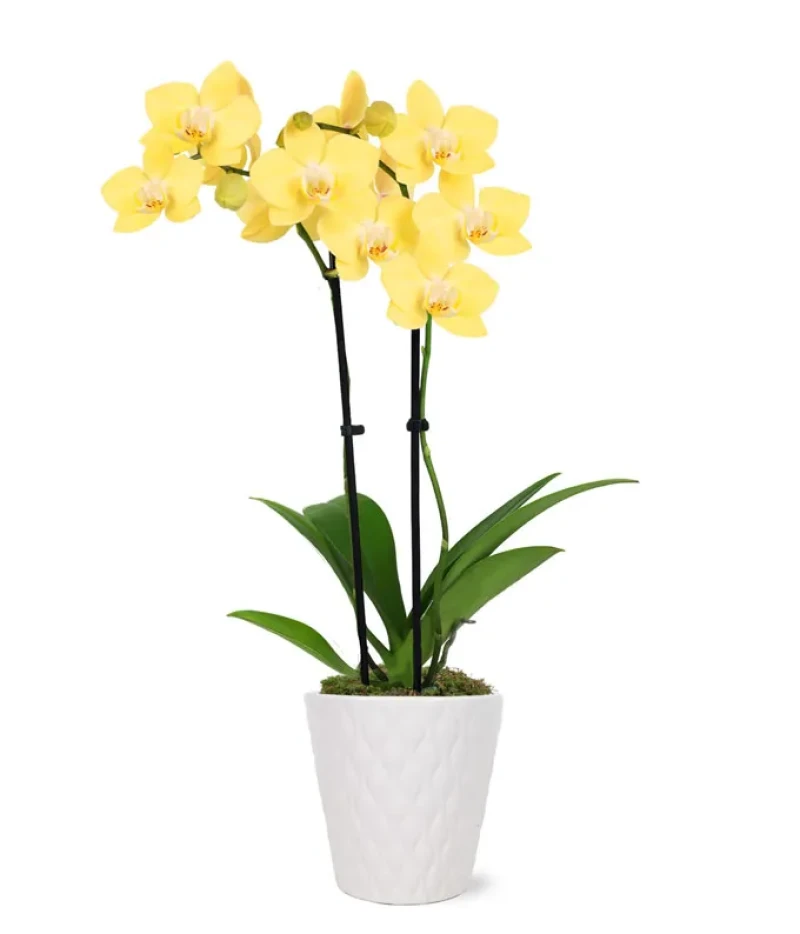 Lustrous Yellow Orckide Plant