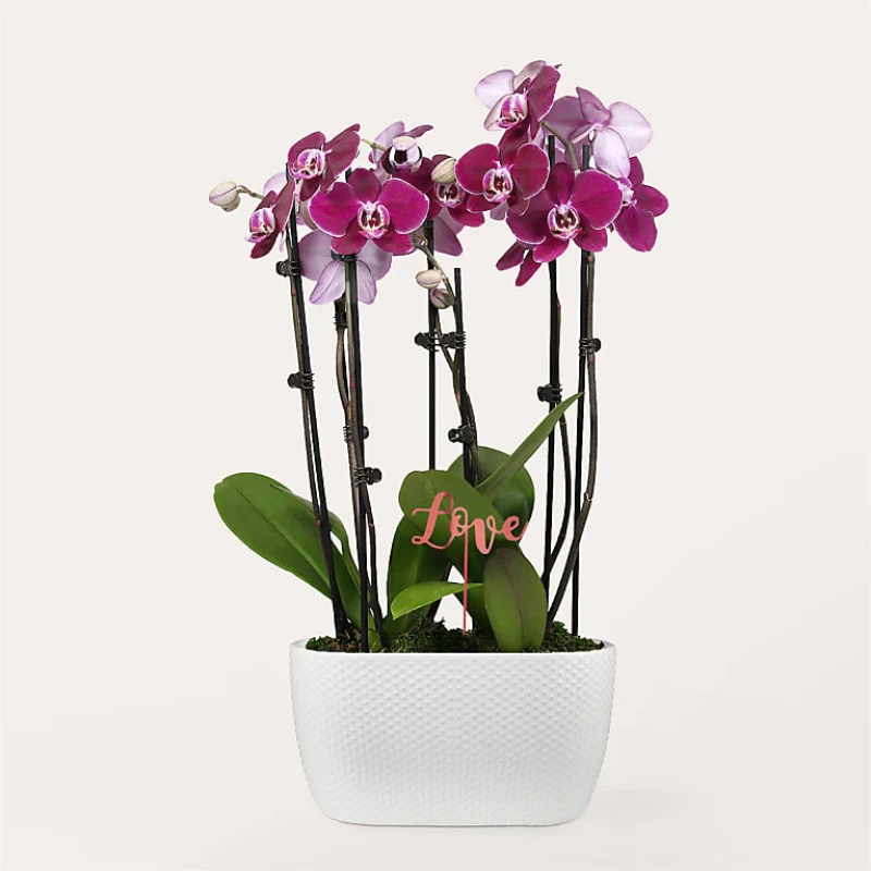 Mor Tutku Orkidesi Bahçesi