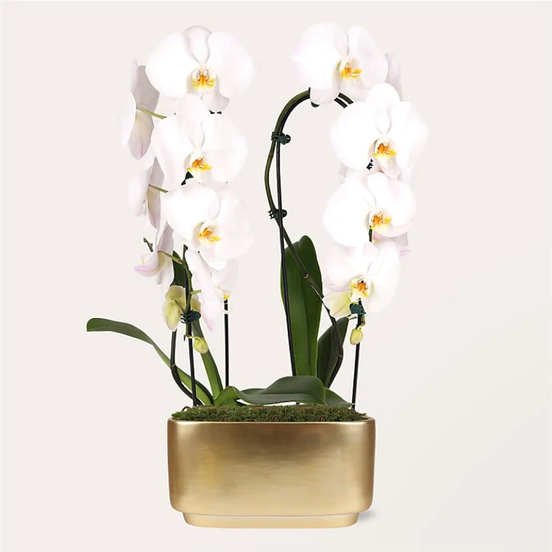 White Waterfall Orchid Garden