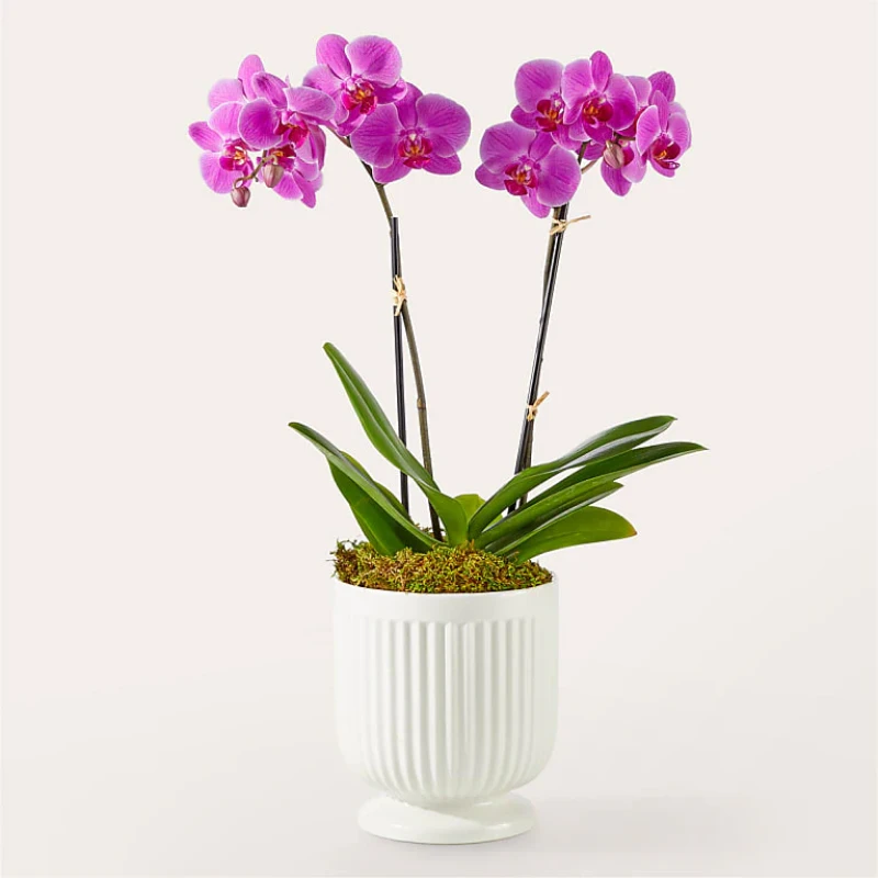 Friendly Fuchsia Orchid