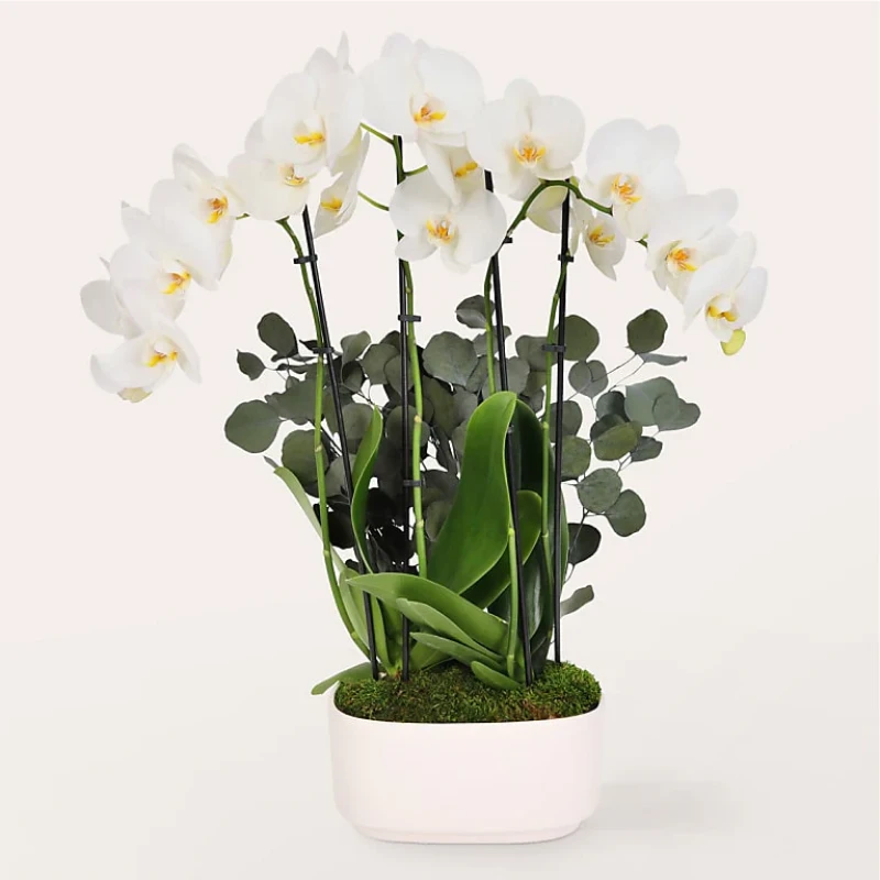 Elegant White Orkide