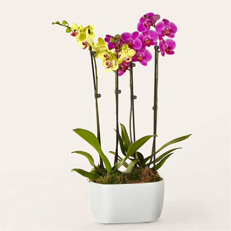 Purple  Yellow Orkide Garden