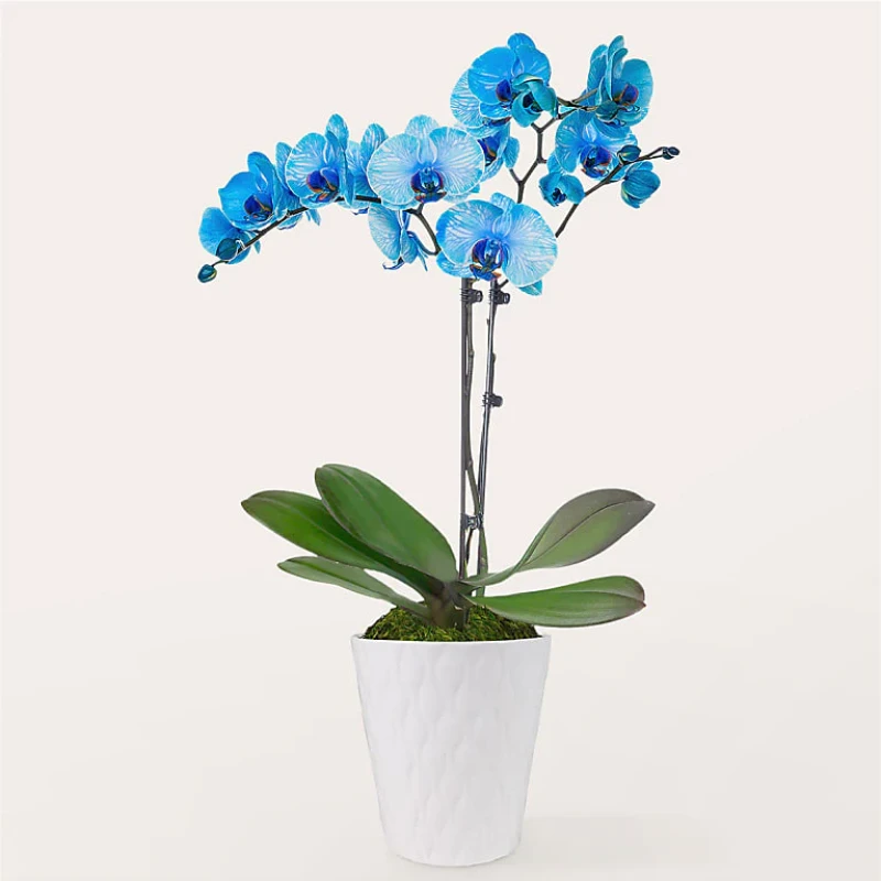 Blue Watercolor Orkide