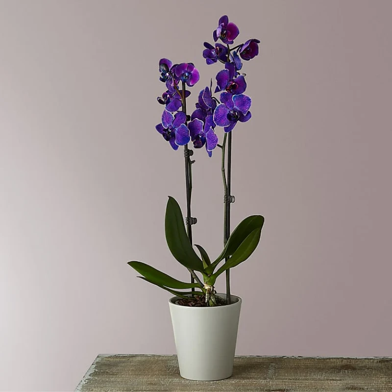 Masterful Watercolor Orkide