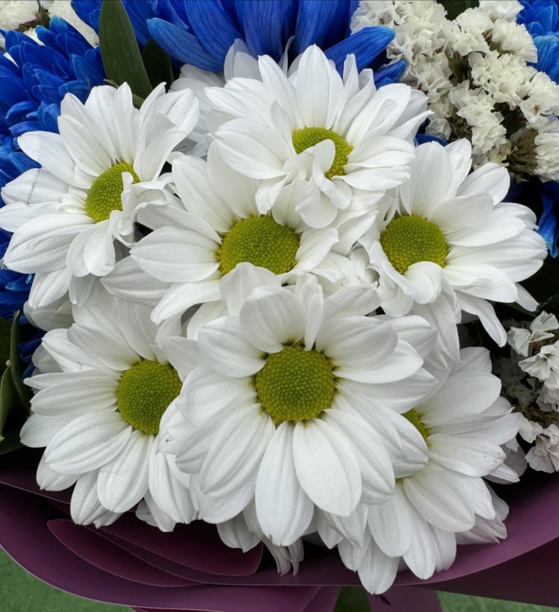 Beyaz Kasımpatı & Mavi Anastasia Buketi