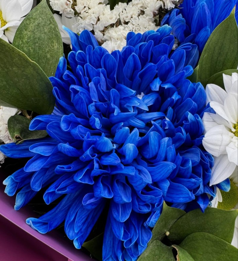 Beyaz Kasımpatı & Mavi Anastasia Buketi