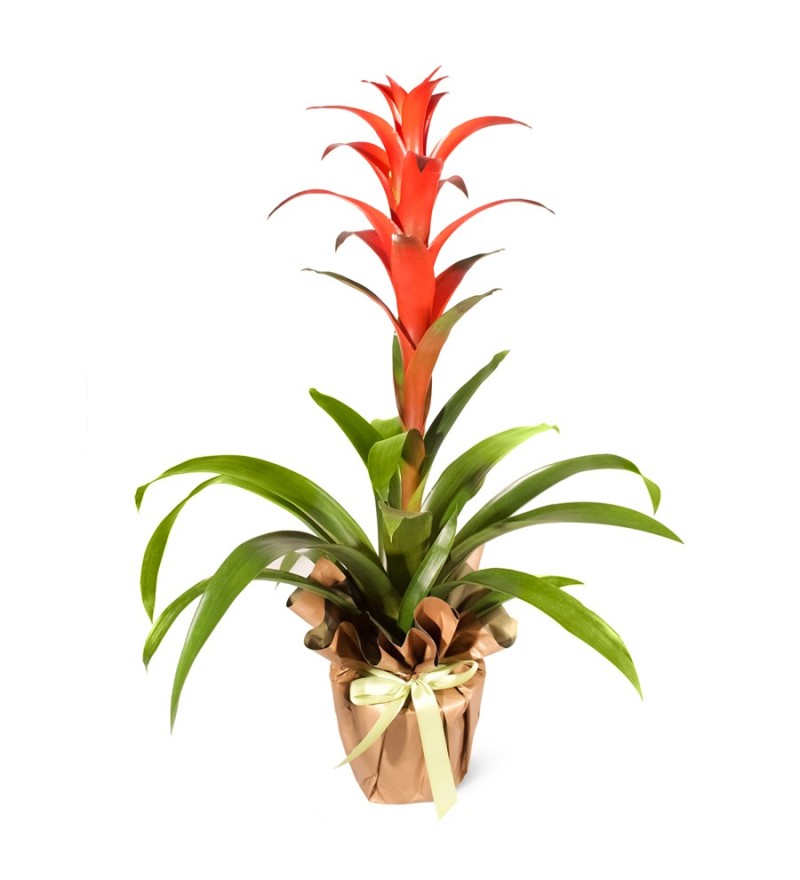 Guzmanya Kırmızı Guzmania Amoretto