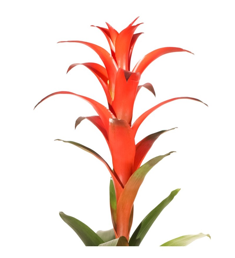 Guzmanya Kırmızı Guzmania Amoretto