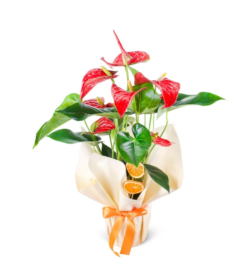 Flamingo Çiçeği Kırmızı Antoryum Anthurium