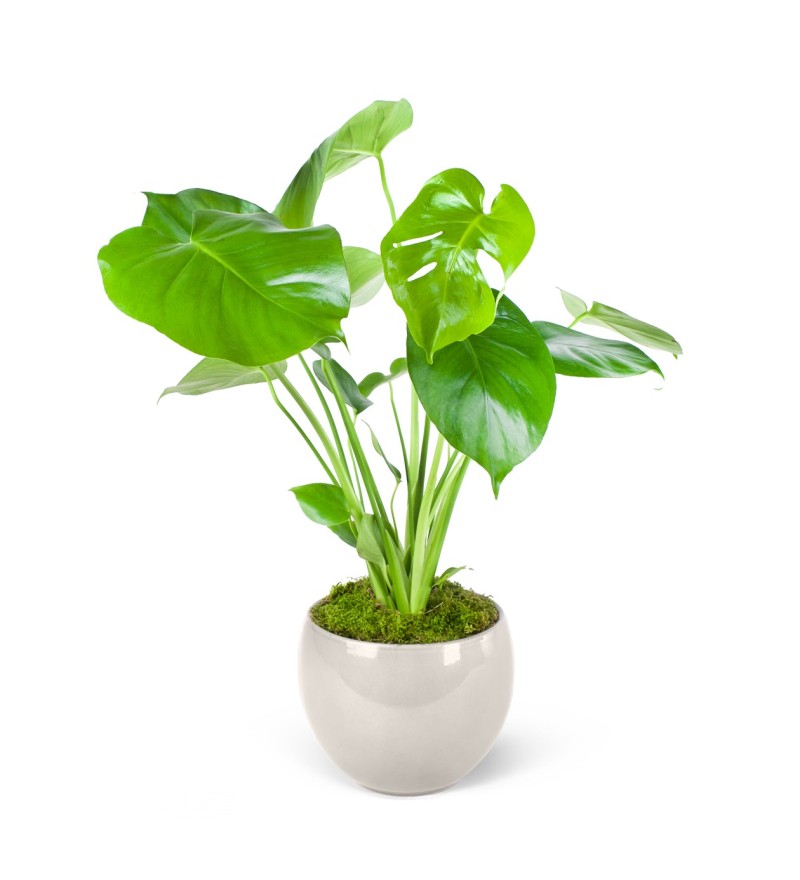 Seramikte Deve Tabanı