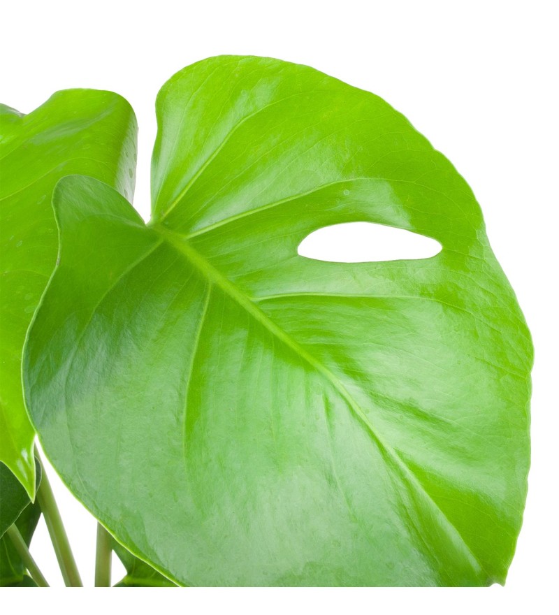 Seramikte Deve Tabanı