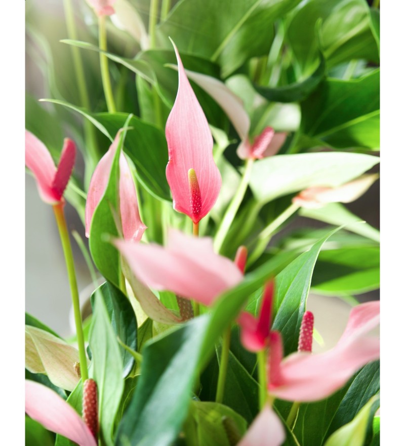 Anthurium Lili Pink