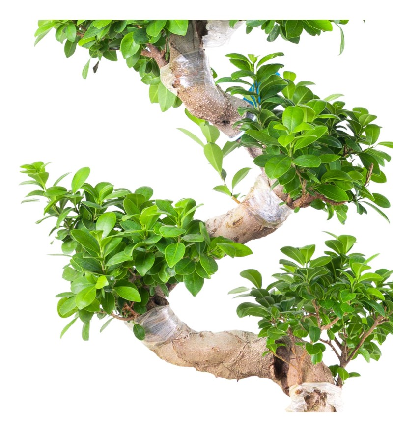 S Gövde Ficus Ginseng Bonsai Ağacı