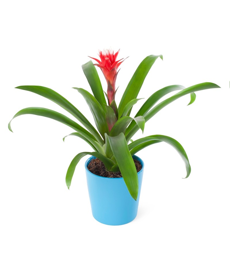 Kırmızı Seramikte Guzmanya