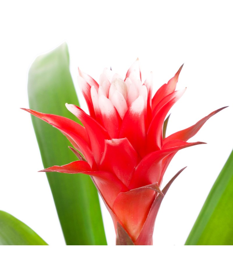 Kırmızı Seramikte Guzmanya